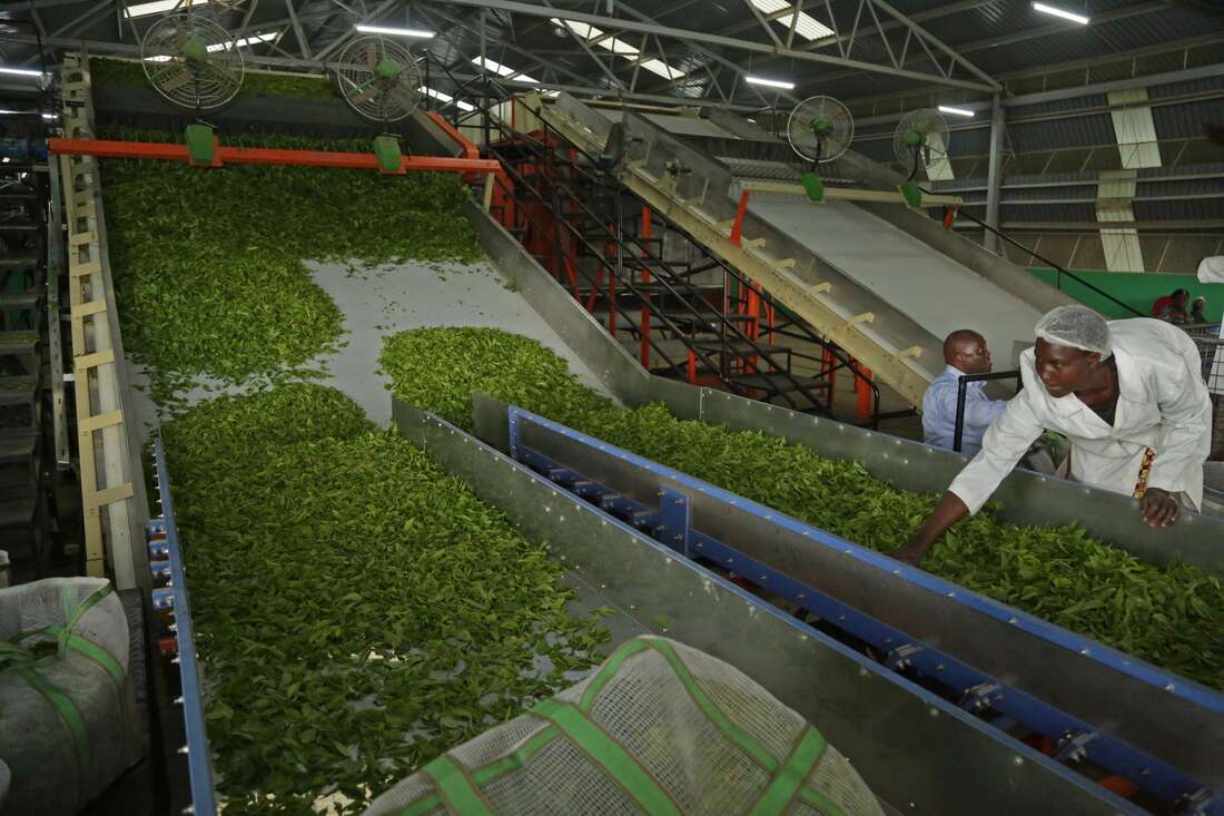 Investors now drink to a free tea sector in Kenya - Vimarsana News