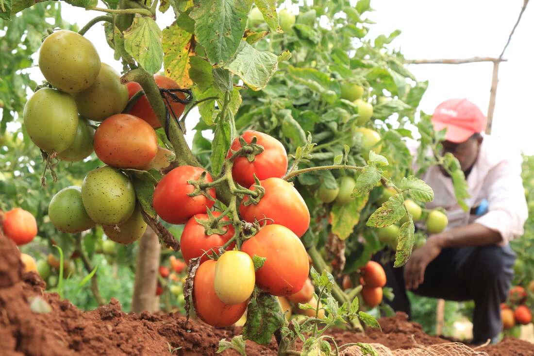 EU tightens checks on fresh produce imports - Vimarsana News