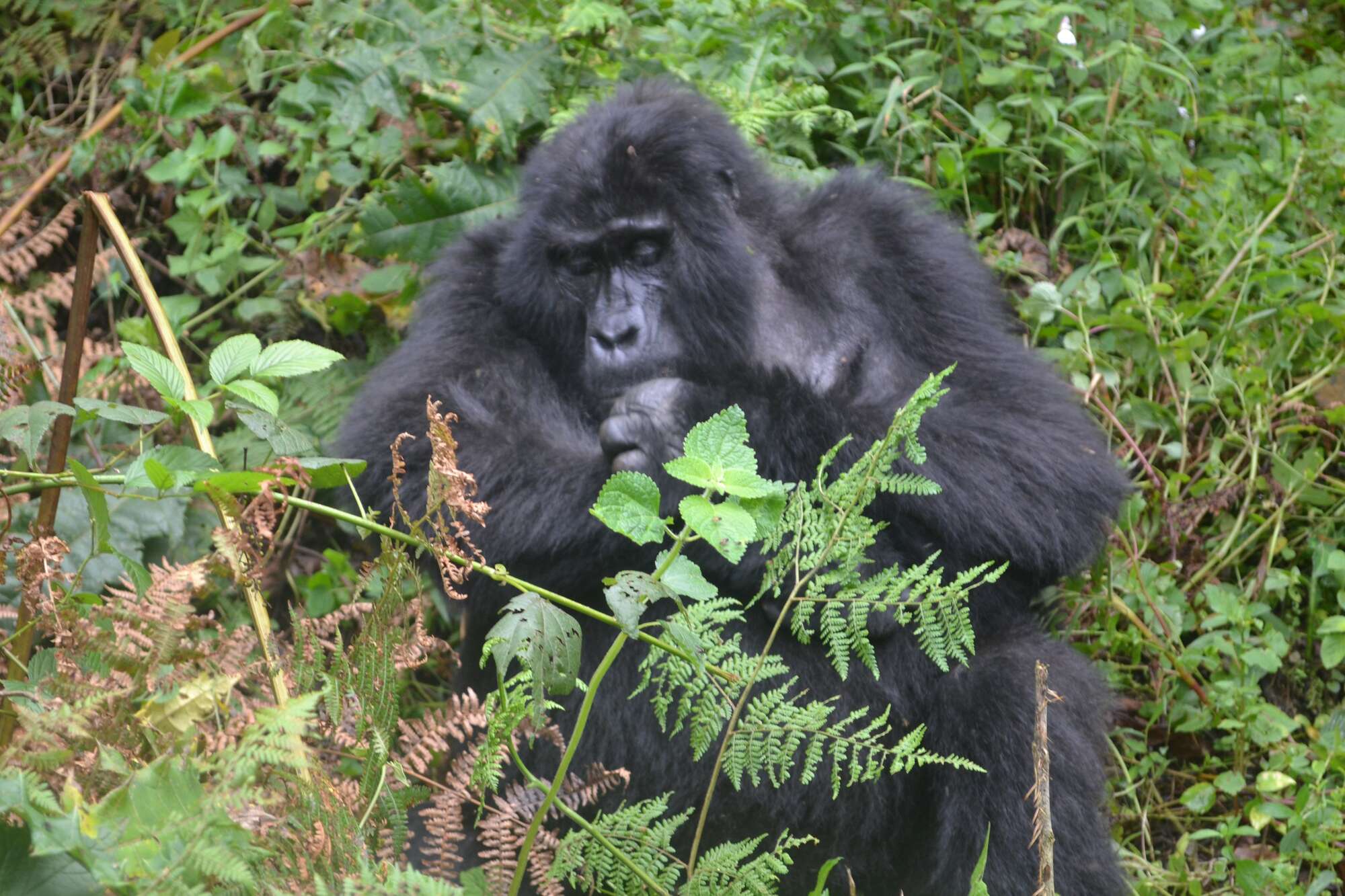 Gorilla tracking in Uganda's Bwindi Park is a satisfying test of endurance - Vimarsana News