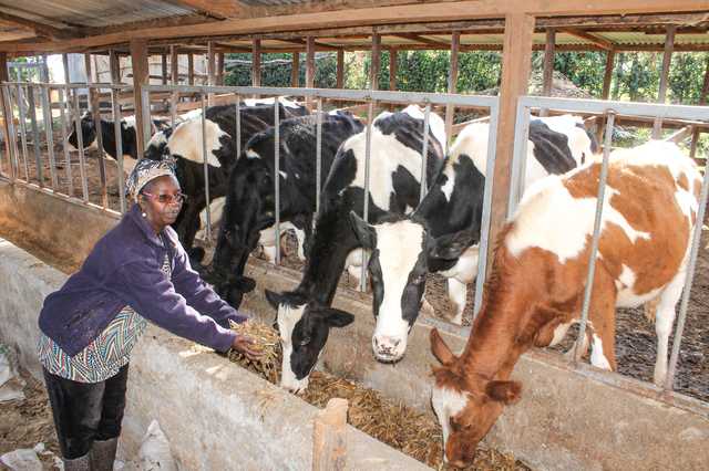 Beefing up growth, competitiveness of Kenya dairy sector - Vimarsana News