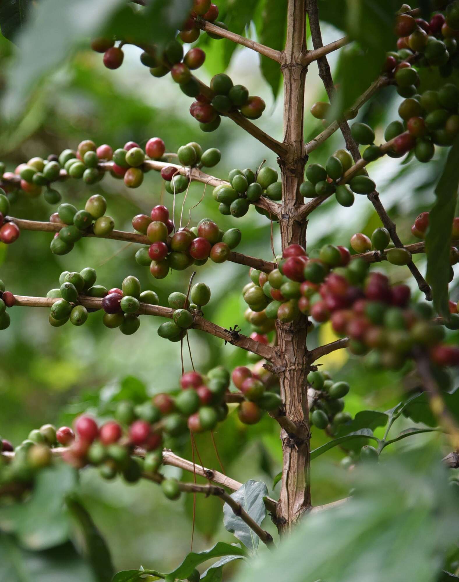 Coffee price rebounds on quality beans being offered - Vimarsana News