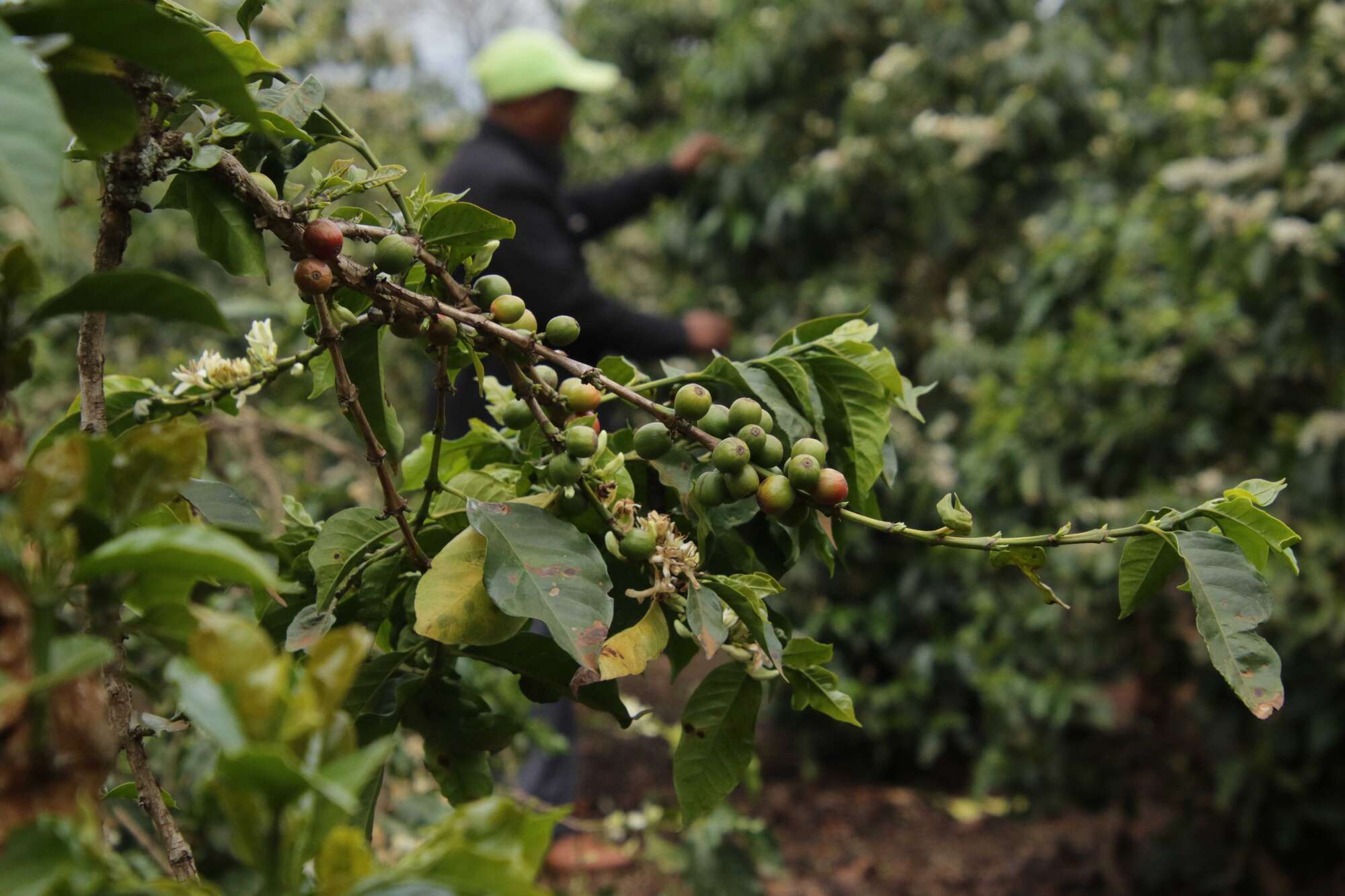 Coffee industry renews push for minimum returns fund - Vimarsana News