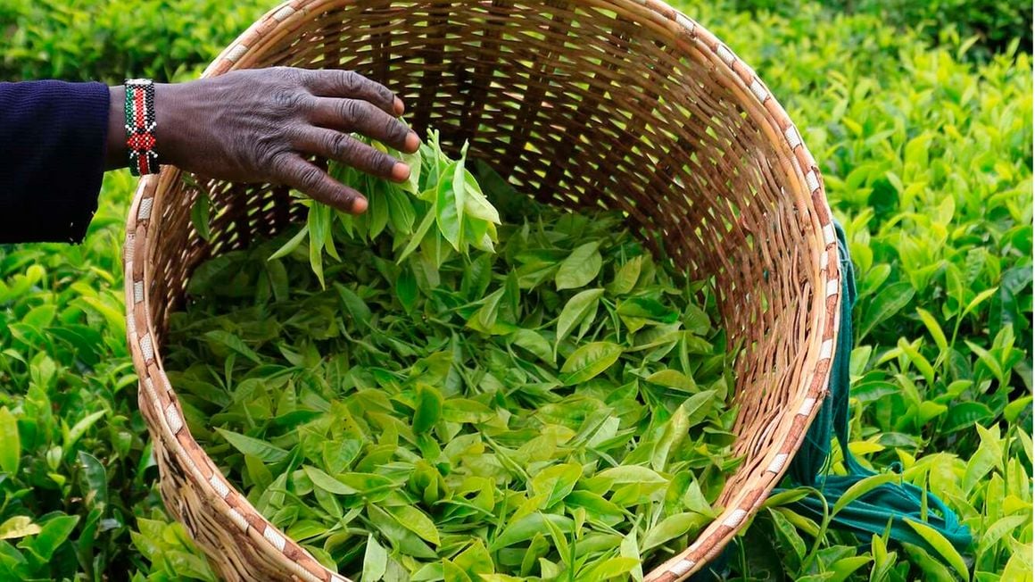 West Rift KTDA factories review price to realease tea in godowns - Vimarsana News