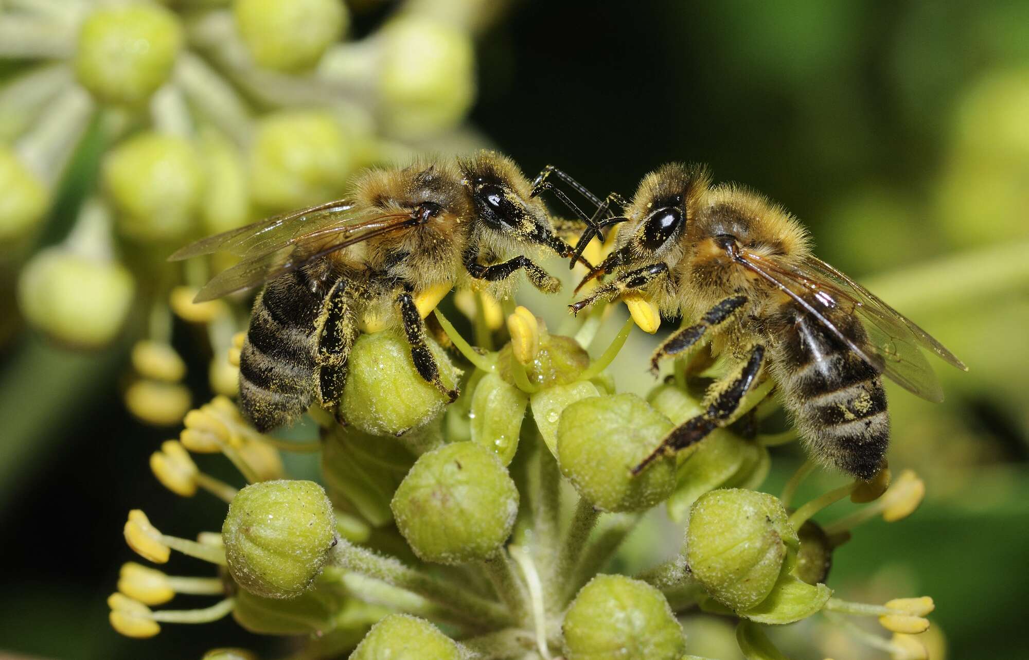 Will Kenya be drawn into Europe's woes on 'declining' bees? - Vimarsana News