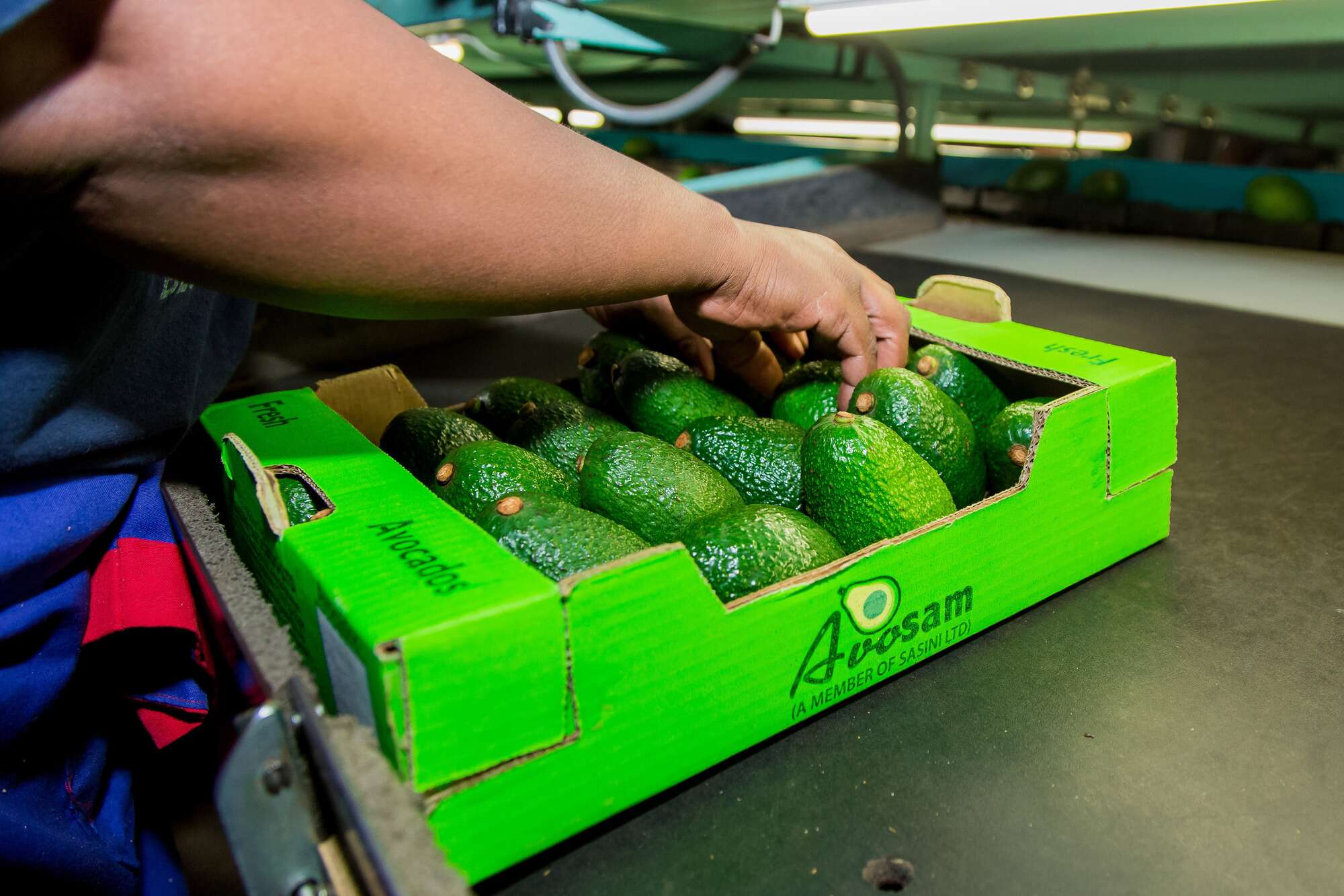 Listed agricultural companies cash in on commodities price boom - Vimarsana News