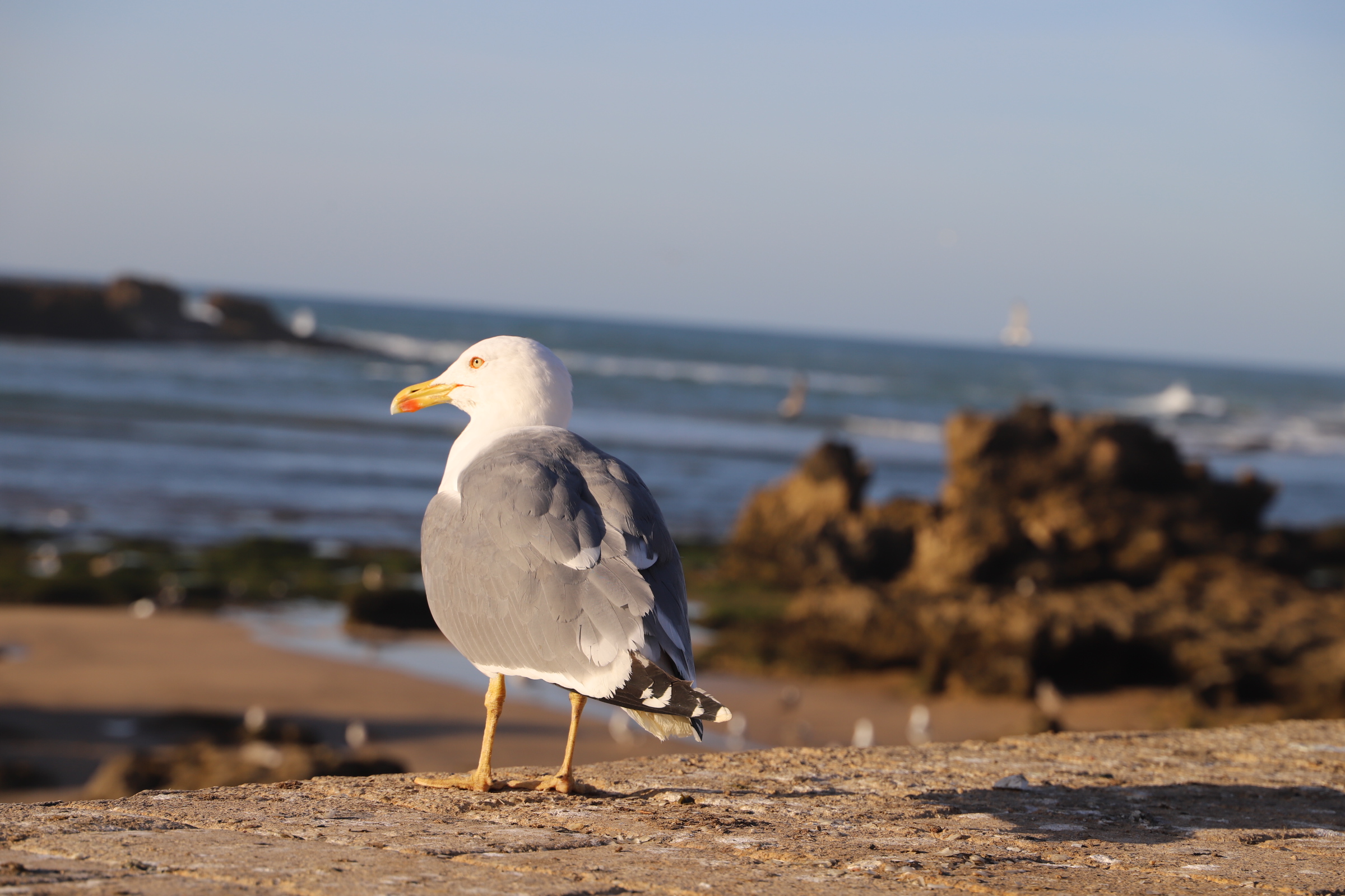 Essaouira, a Unesco World Heritage site offers a rich mix of cultures - Vimarsana News