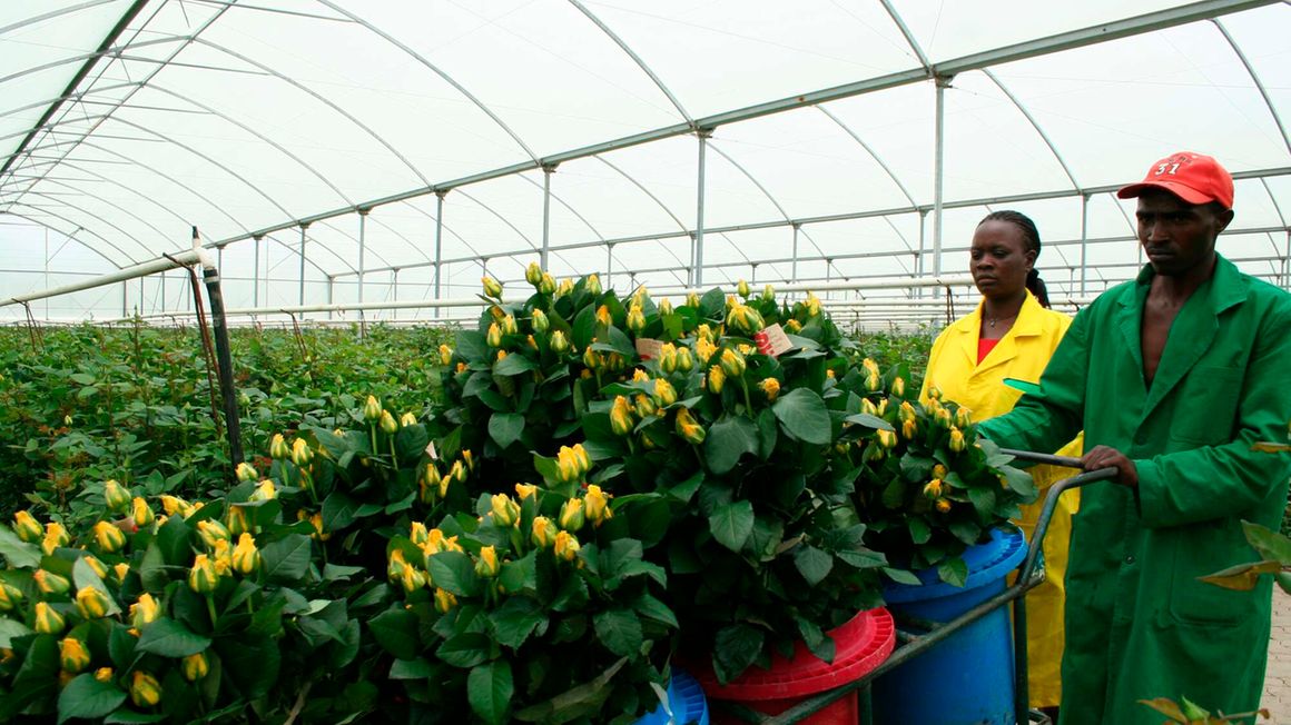 Kenya banks on certification forum to boost fresh produce exports - Vimarsana News