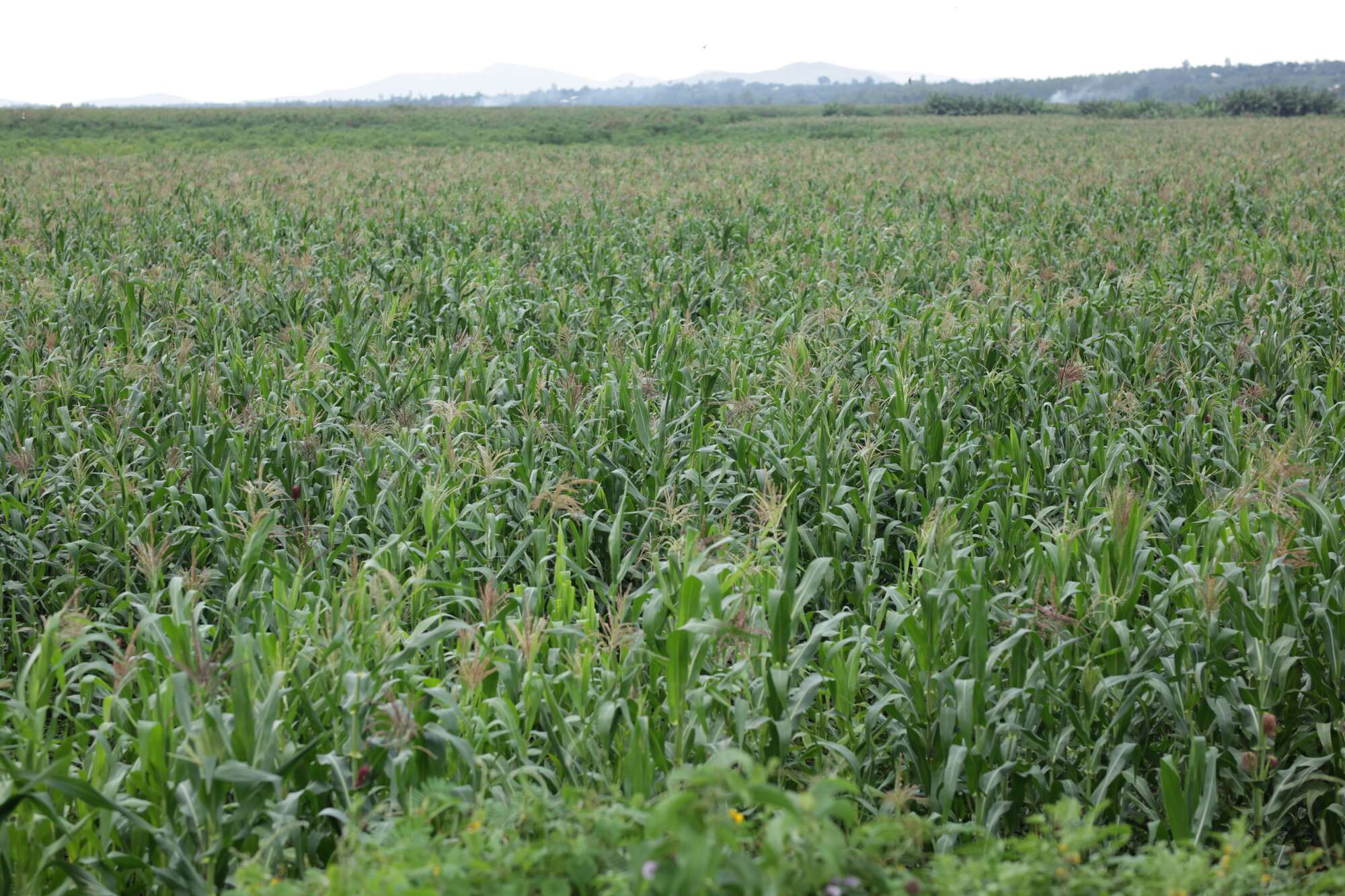 Farmers face losses as disease, armyworm attack maize crops - Vimarsana News
