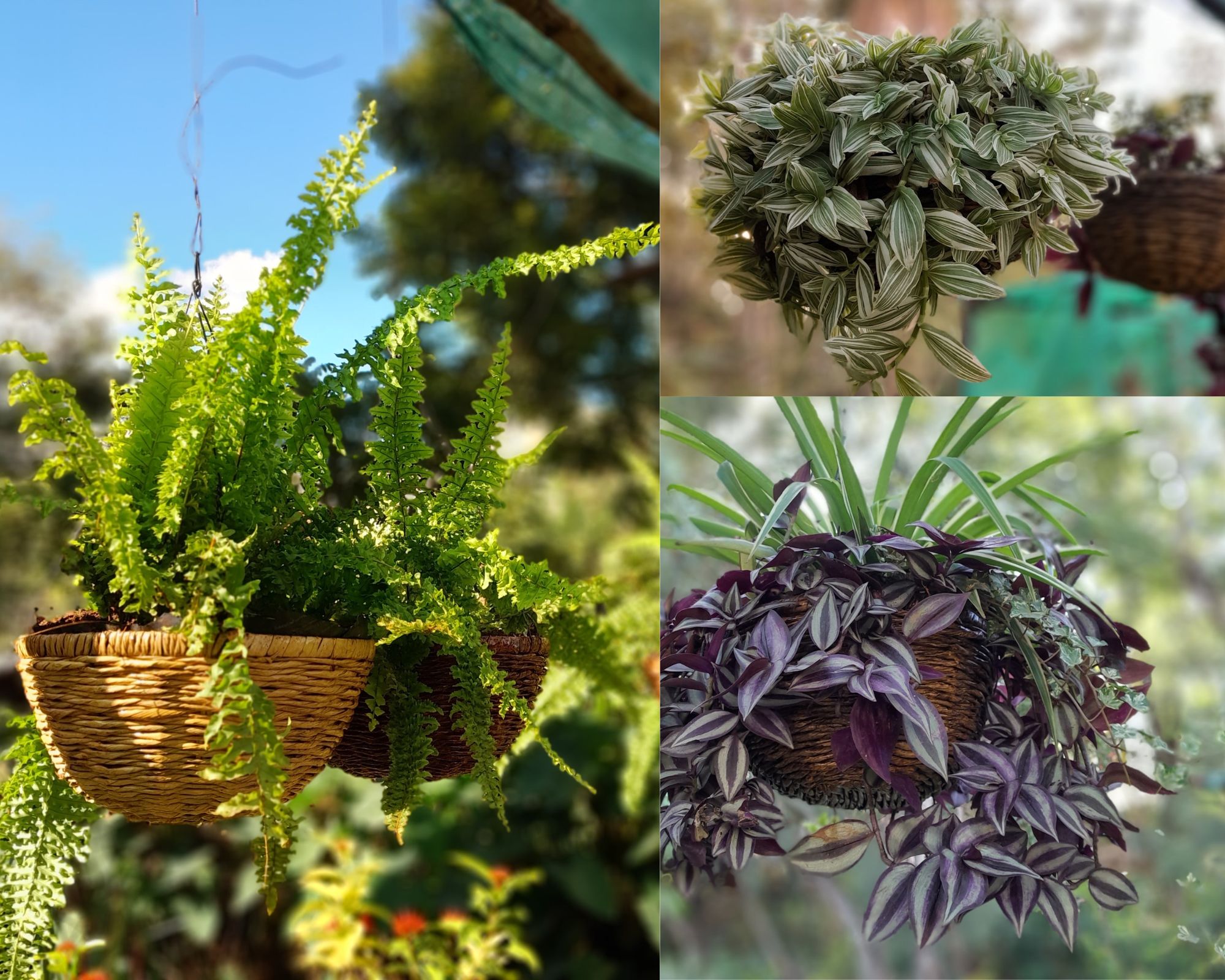 Hanging splendours Easy to maintain flowers for your balcony
