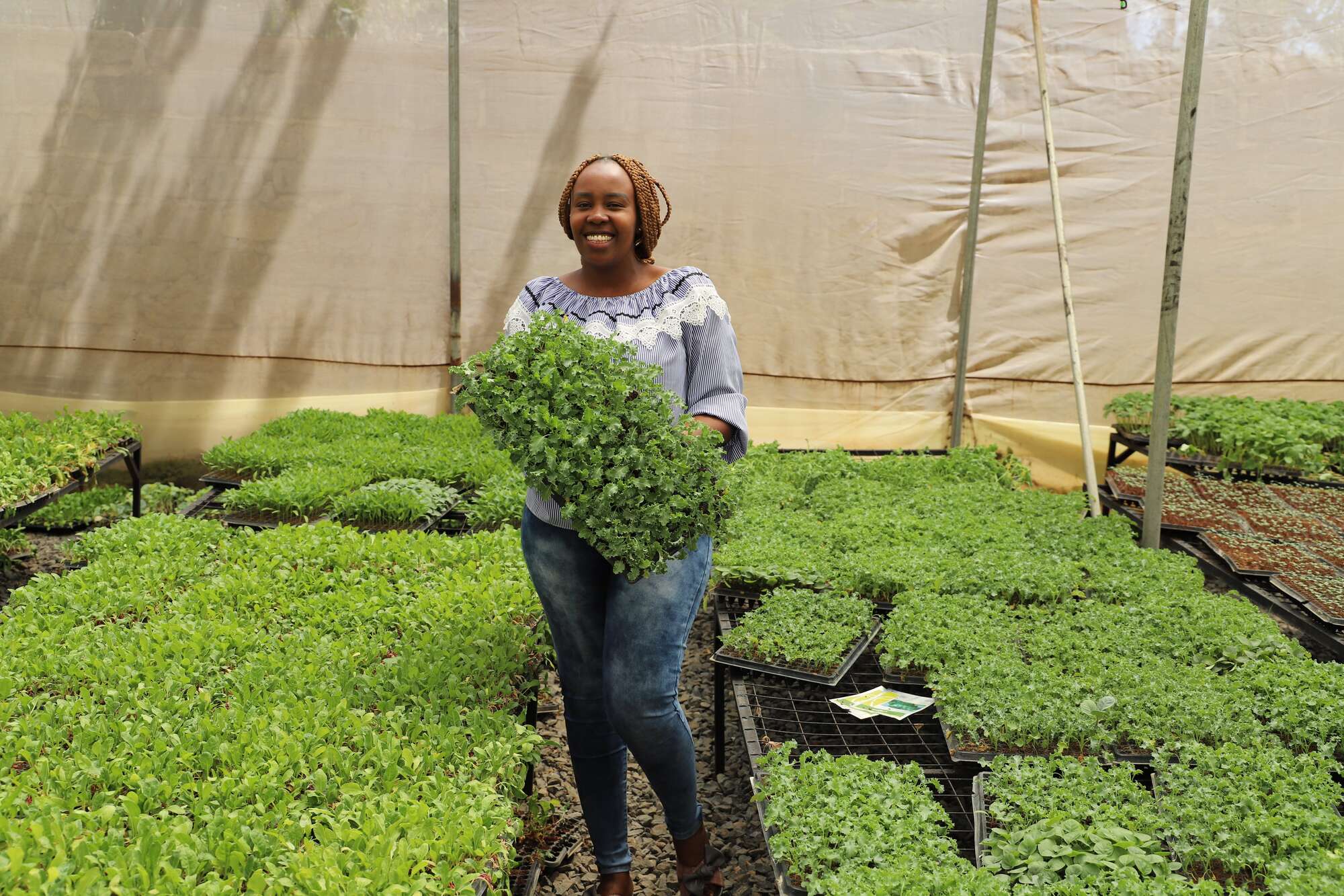 City accountant takes on Kenyan seedling giants - Vimarsana News