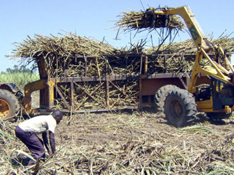 West Kenya Sugar wins cane row with Mumias Business Daily
