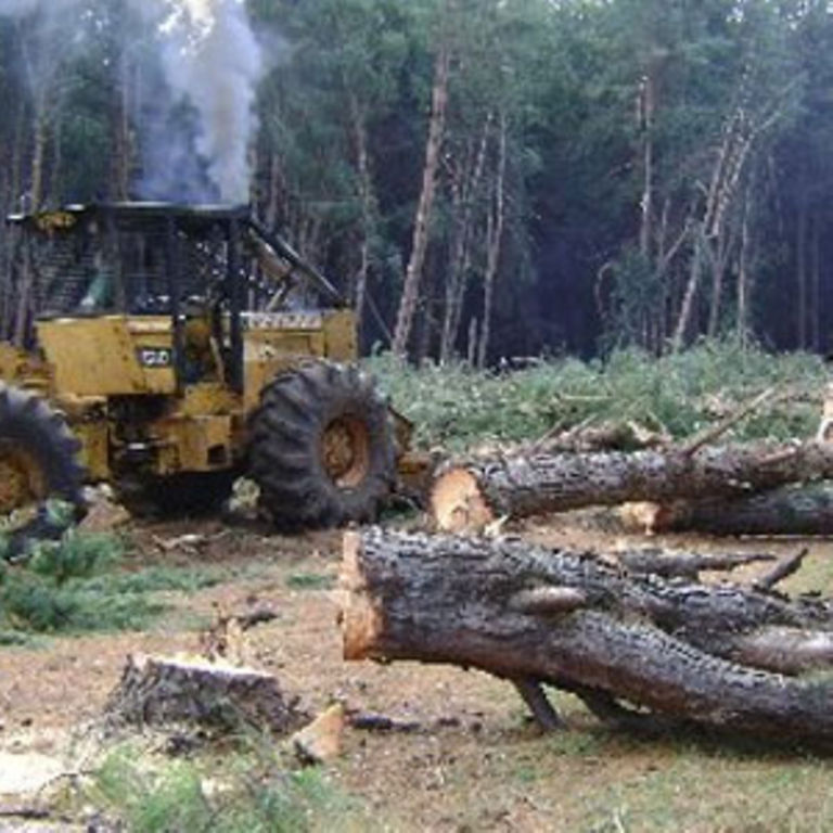 Job cuts, high timber prices loom after logging ban Business Daily
