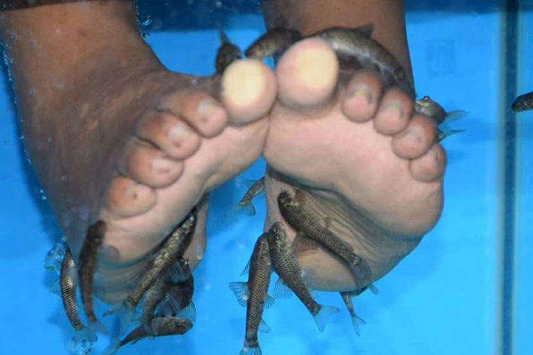 Dangers of fish pedicures Business Daily