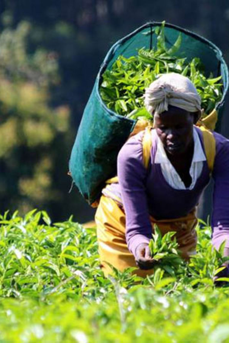 Kericho Gold firm overtakes Unilever to top Africa's tea purchases at