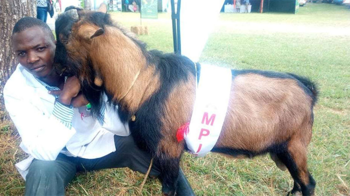 Kiambu farmer cashes in on the rising demand for goat milk Business Daily