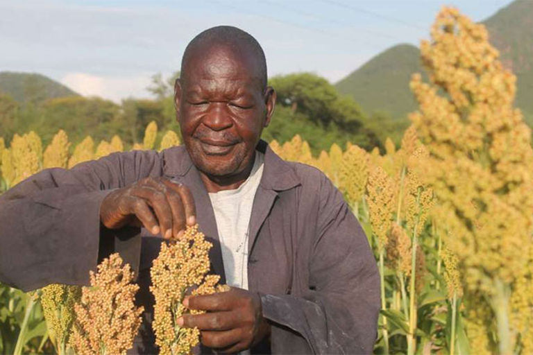 Sorghum can transform farming in semi-arid areas - Business Daily
