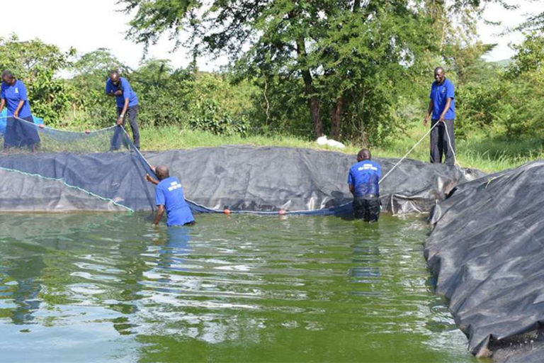 Fishfarming techniques on dry land net big profits for communities