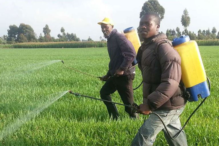 State must protect Kenyans from toxic pesticides Business Daily