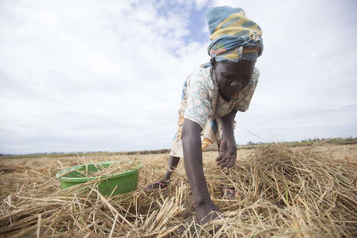 Ahero to get 2,500 acres more under irrigated rice - Business Daily