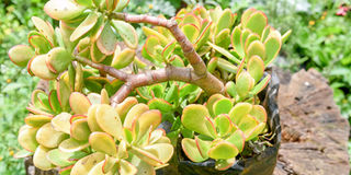 jade-plant