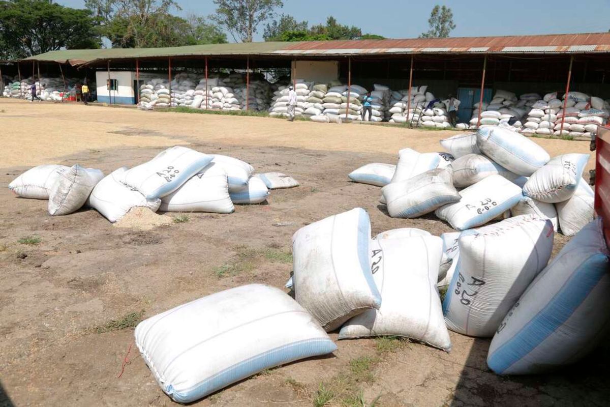 Rodents attack 20,000 bags of Nyanza rice in market woes - Business Daily
