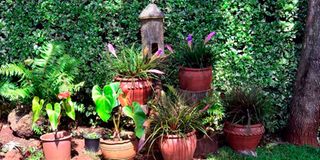 DOROTHYGARDENc