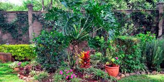 DOROTHYGARDENl