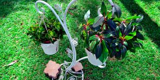 DOROTHYGARDENr