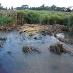 Wetlands1605h