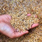 ricehusks