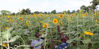 Gold-Sunflower