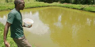 fish-kisii