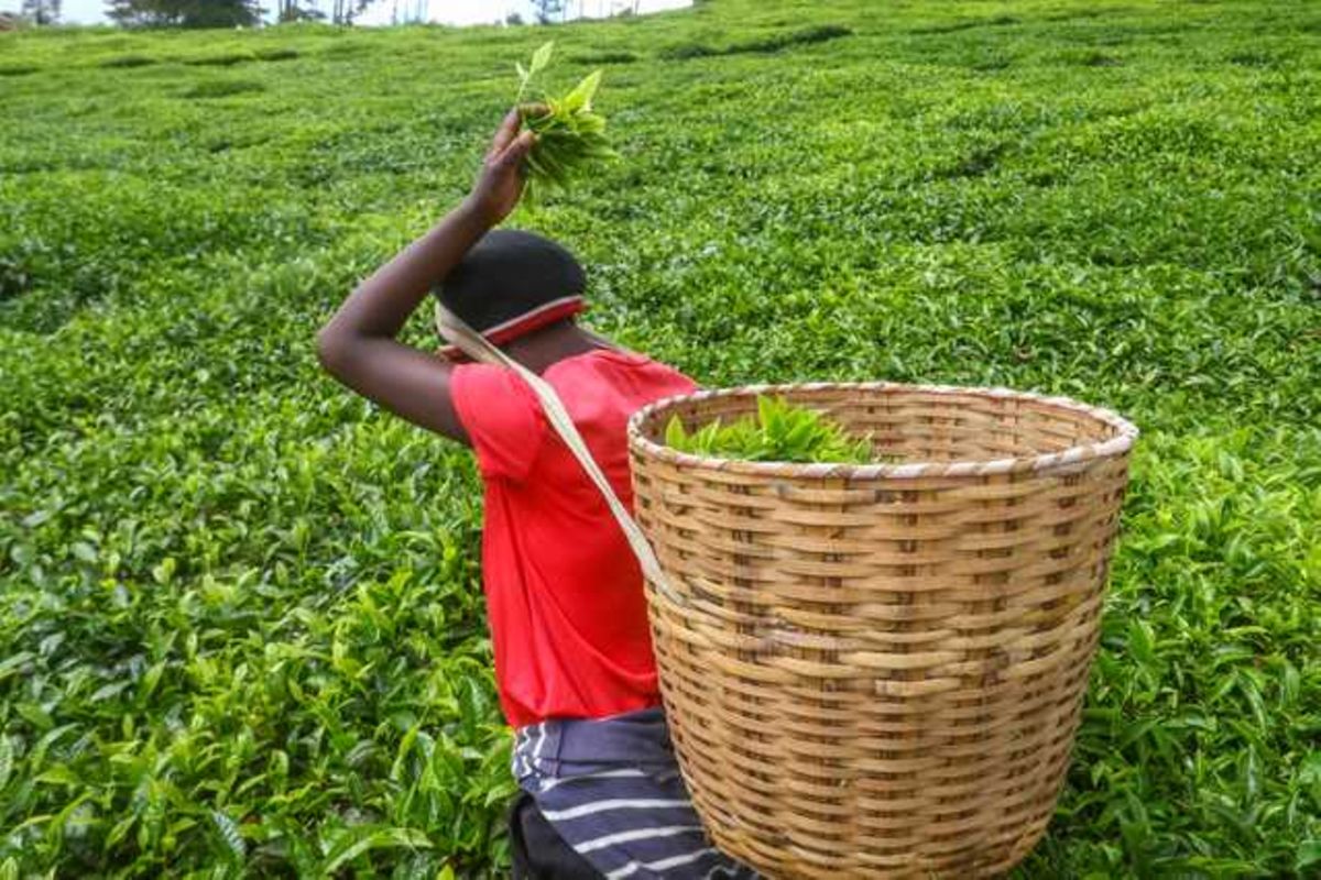 Tea traders see VAT review growing sales Business Daily