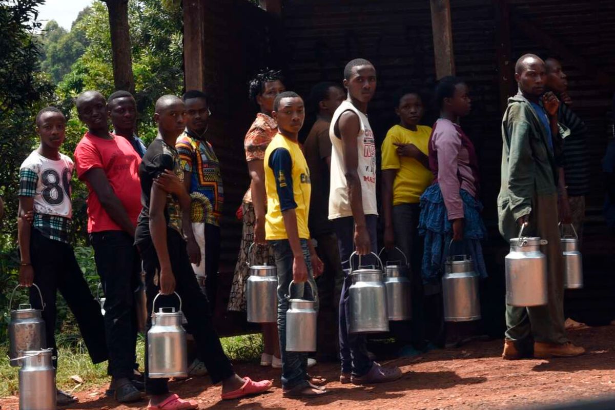 Farmers reap big as milk prices hit record high - Business Daily