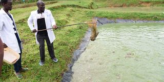 Laban scooping fish from pond.