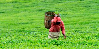 tea-farm