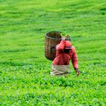 tea-farm