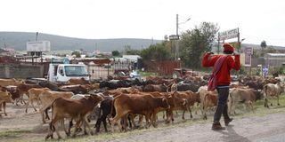 DNNAXDROUGHT2810d