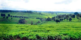 tea-farm (2)