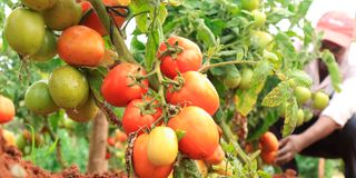 dnNyerifarming1502ikx