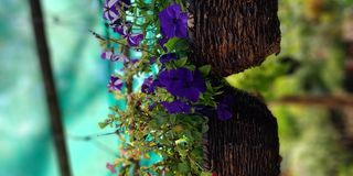Petunia flowers