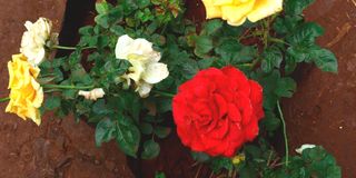 BDBenjaminGardenk (1)