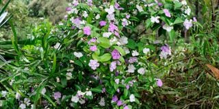 BDBenjaminGardenb (1)