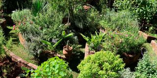 BdPhysicGardenj
