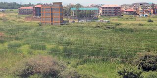 DNKsmWETLAND0606(5)