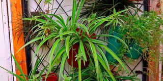 BDLZipoGardenh
