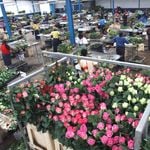 Roses for export