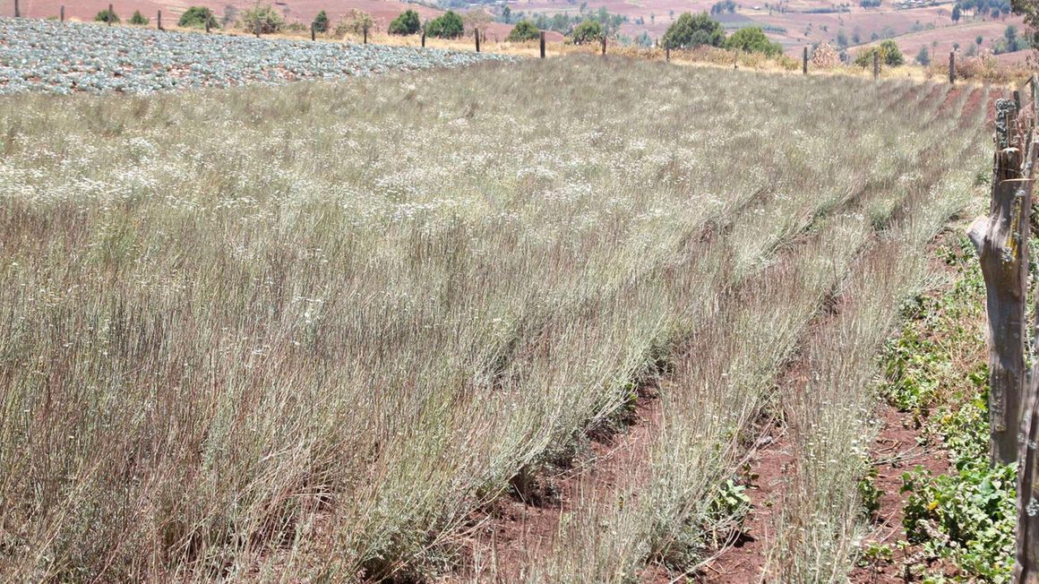 Kenya | Agricultural Sector | Page 20 | SkyscraperCity Forum