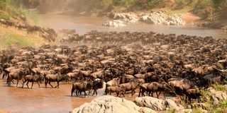 dnMaraWildebeest2307