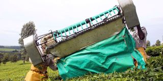 Farmers harvest tea using a tea plucking machine in Kericho County. 